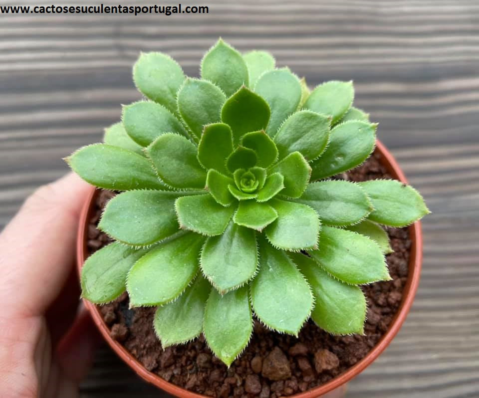 Aeonium 'Emerald Flame'