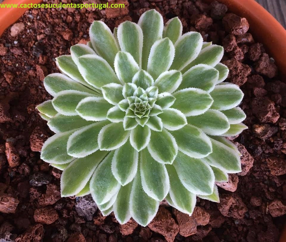 Aeonium Emerald Ice