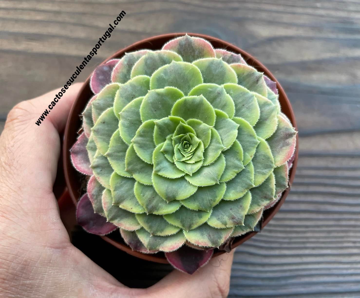 Aeonium 'Fiesta'
