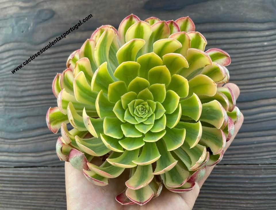 Aeonium 'Fiesta'