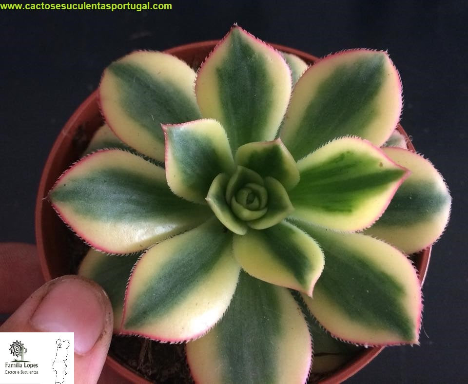 Aeonium 'Floresens'