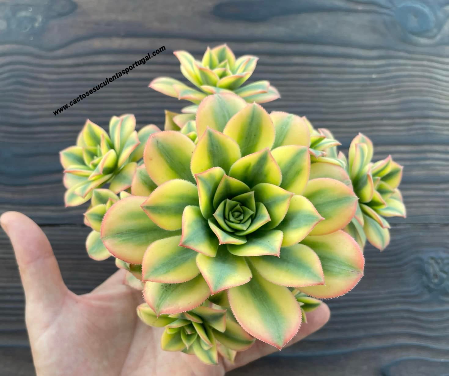 Aeonium 'Floresens'
