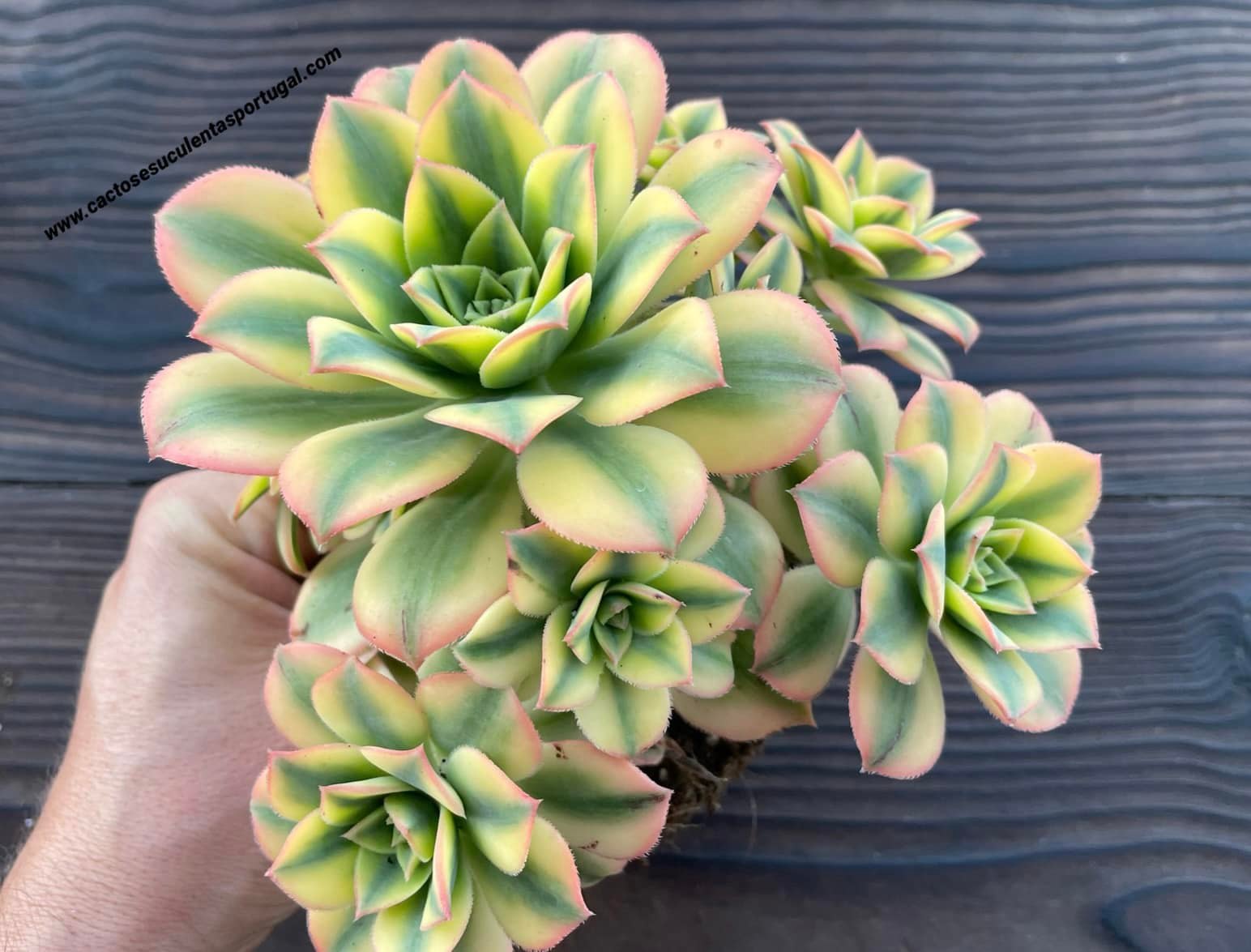 Aeonium 'Floresens'