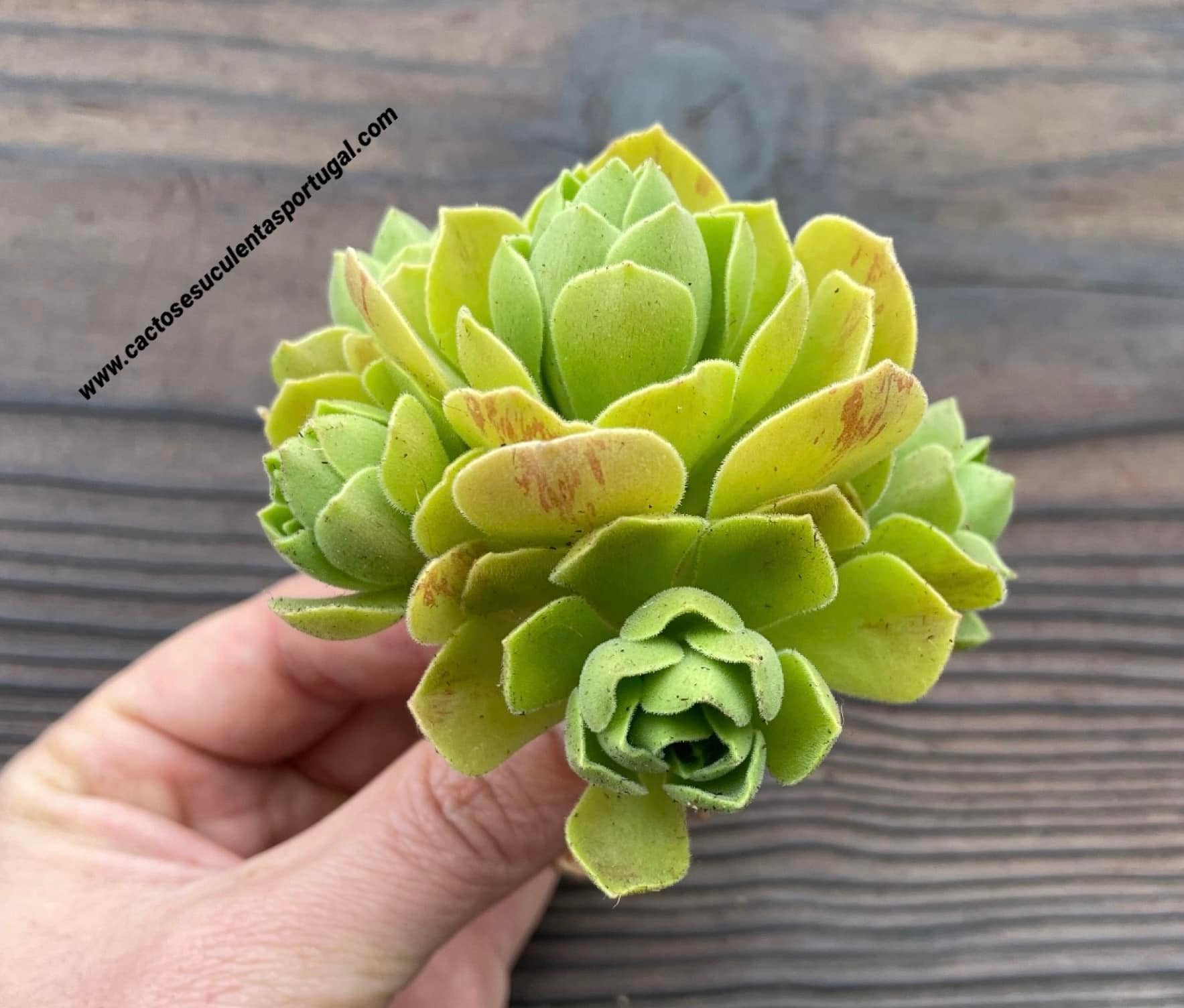 Aeonium 'Goblin'