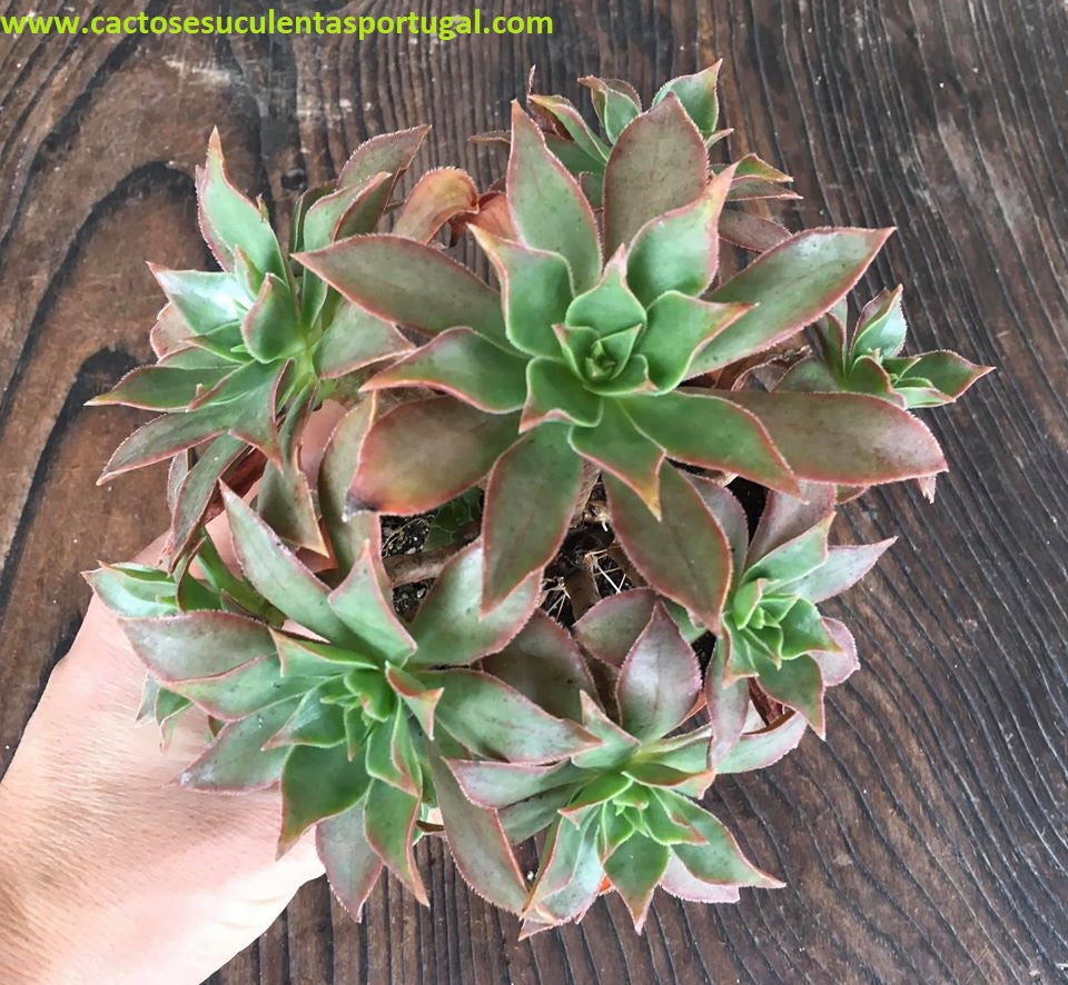 Aeonium Leucoblepharum form. `bouquet`