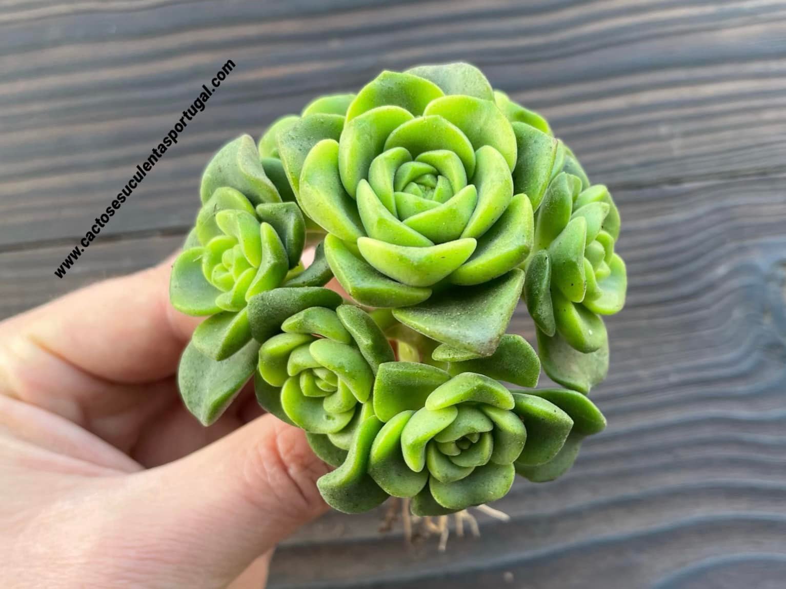 Aeonium 'Lily Pad' 