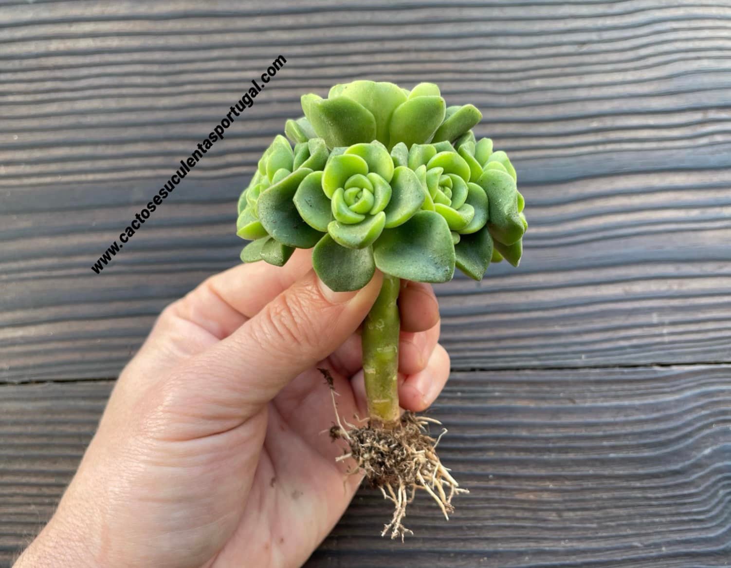 Aeonium 'Lily Pad' 