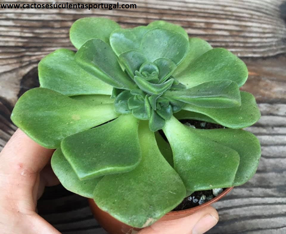 Aeonium Lily Pad