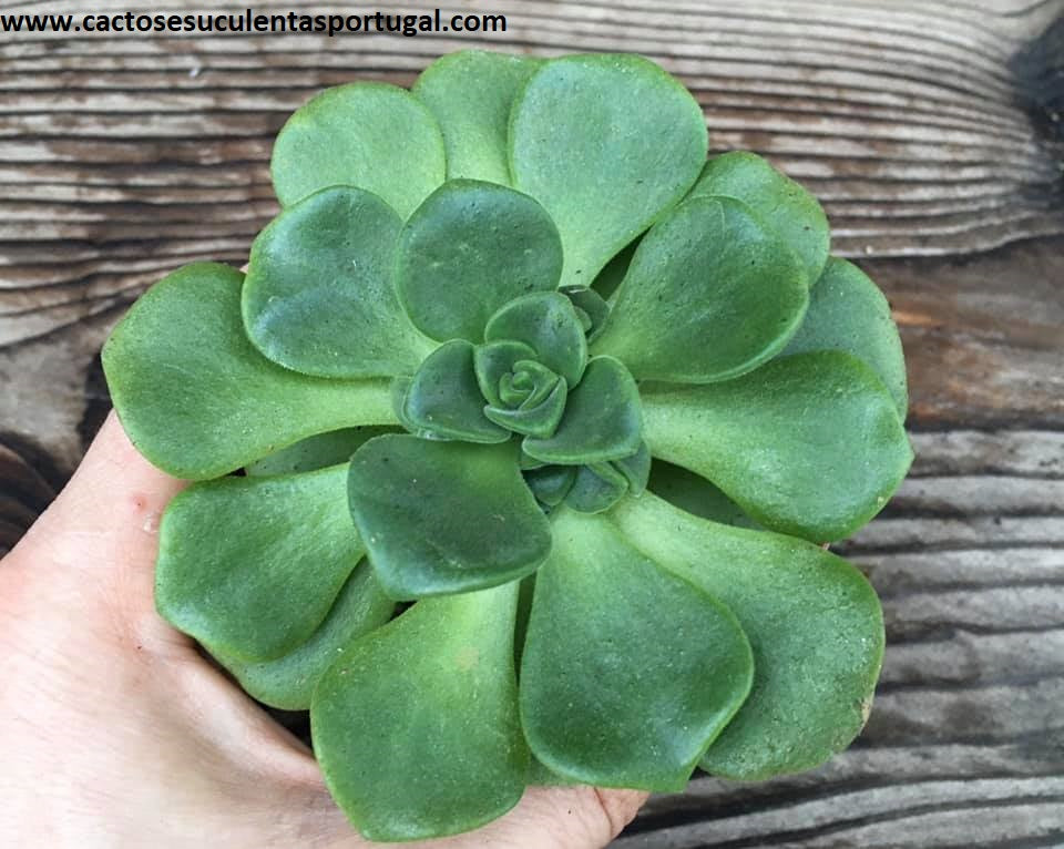 Aeonium Lily Pad
