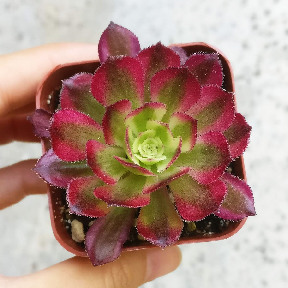 Aeonium Mardi Gras