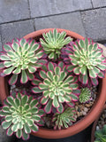 Aeonium Mardi Gras