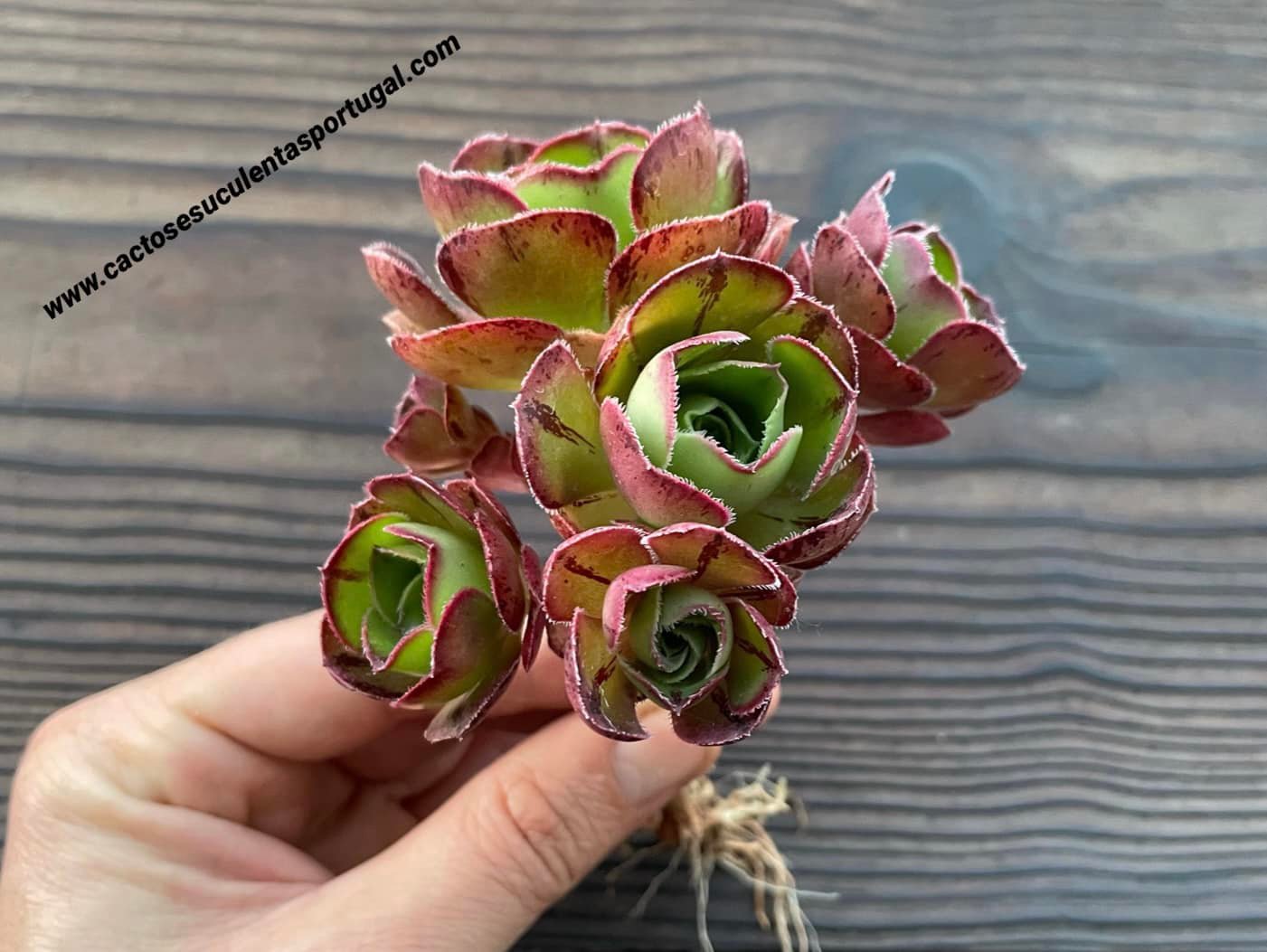Aeonium 'Marnier Lapostolle', extra ramificado