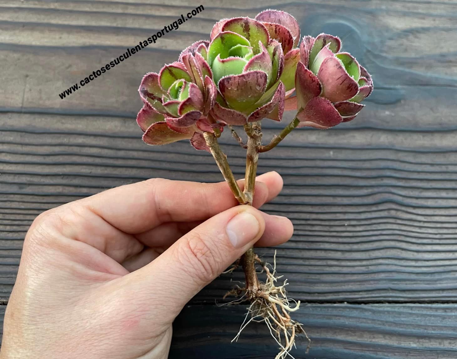 Aeonium 'Marnier Lapostolle', extra ramificado