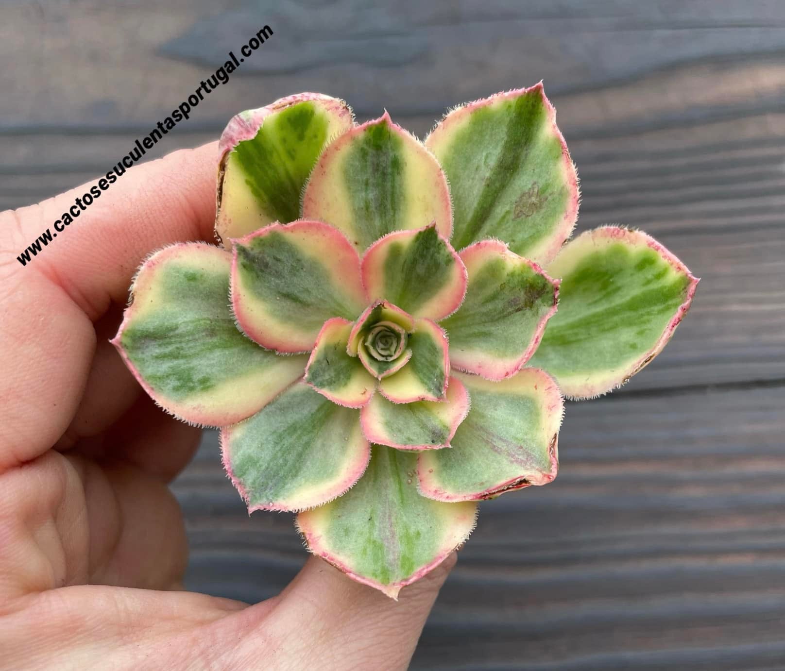 Aeonium 'Marnier Lapostolle' variegata