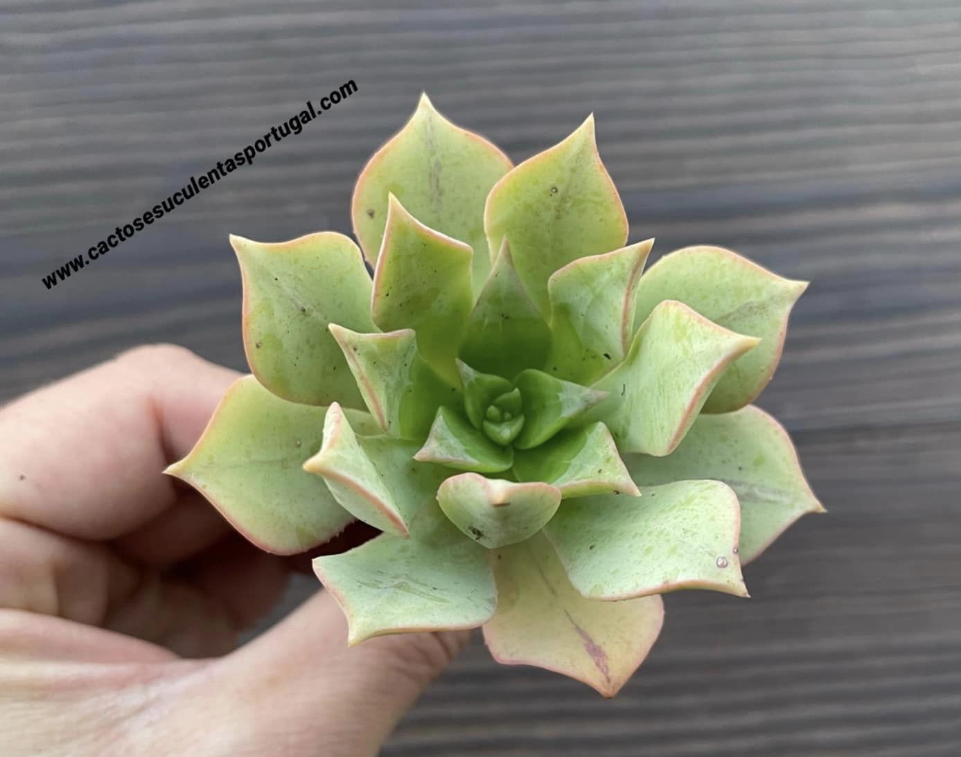 Aeonium 'Mary Anne Kunkel'