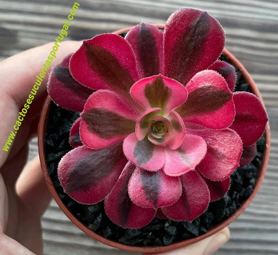 Aeonium 'Medusa' #Rare Aeonium