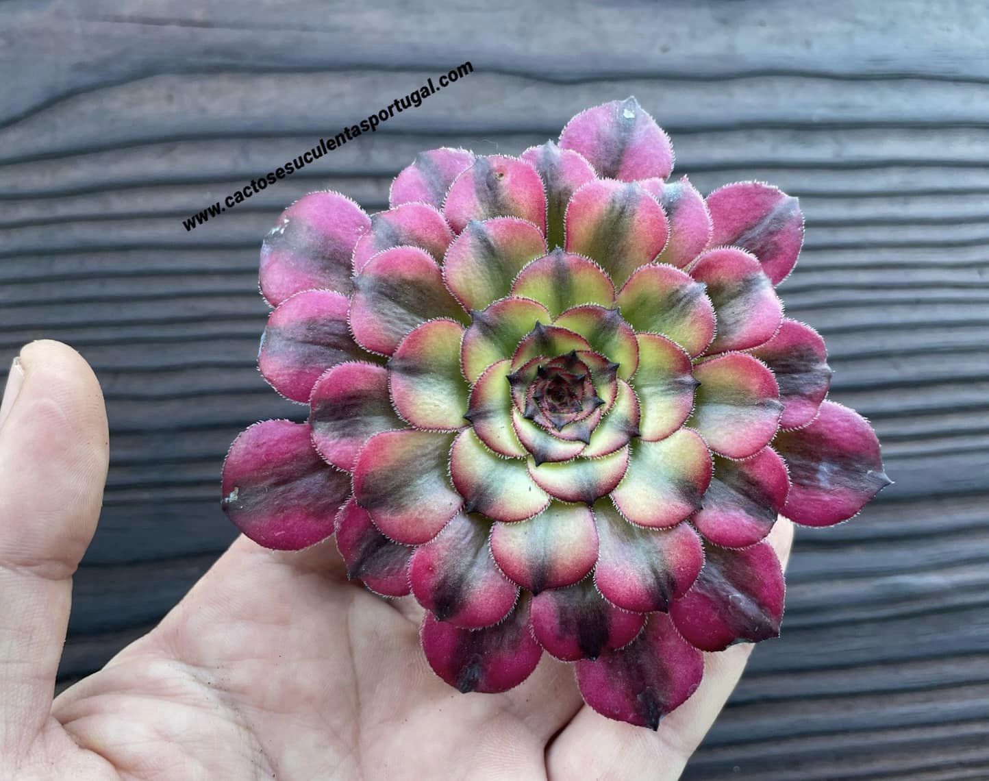 Aeonium 'Meiya'