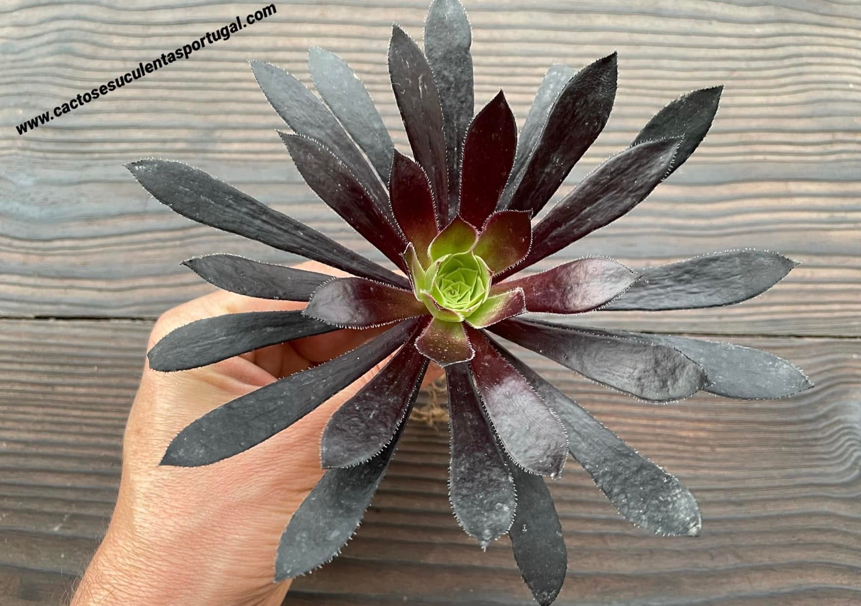 Aeonium 'Merry Maiden' 