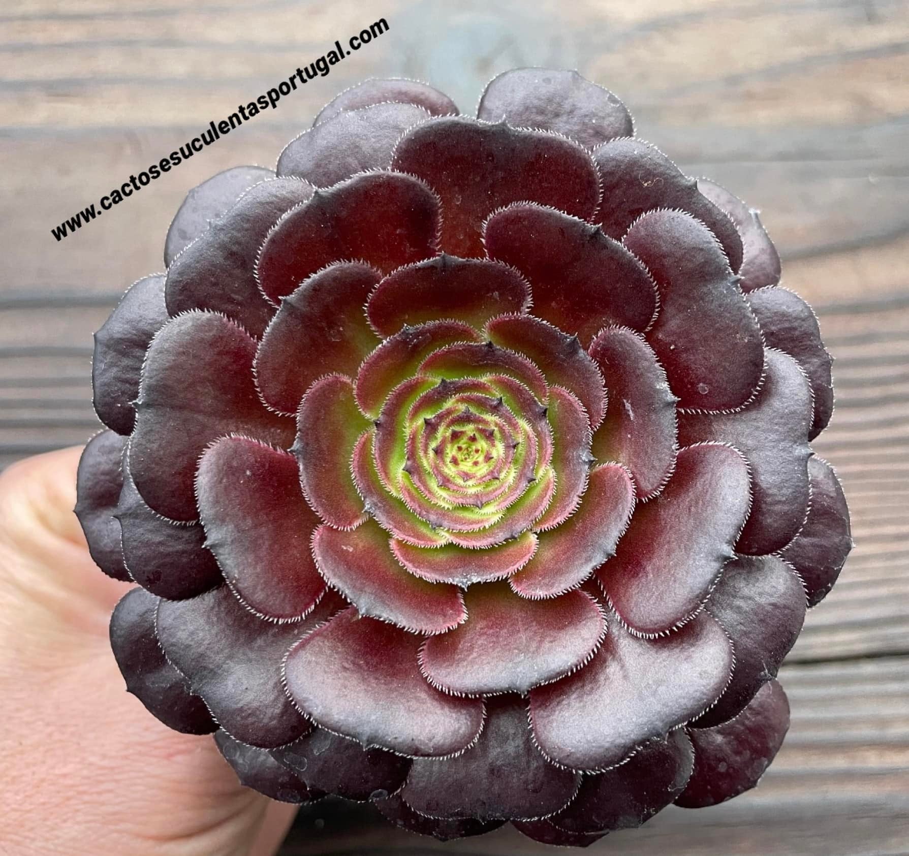 Aeonium 'Morticia'
