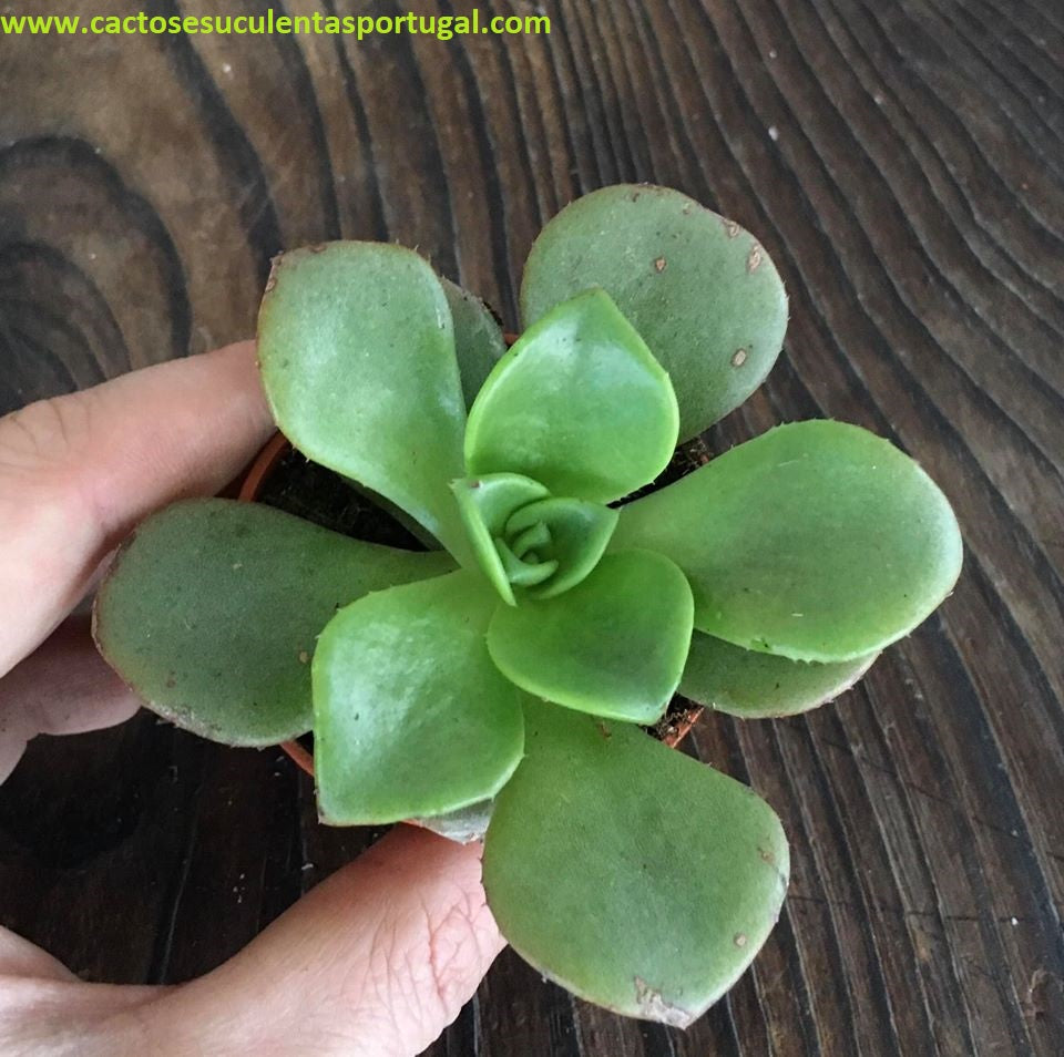 Aeonium Nobile