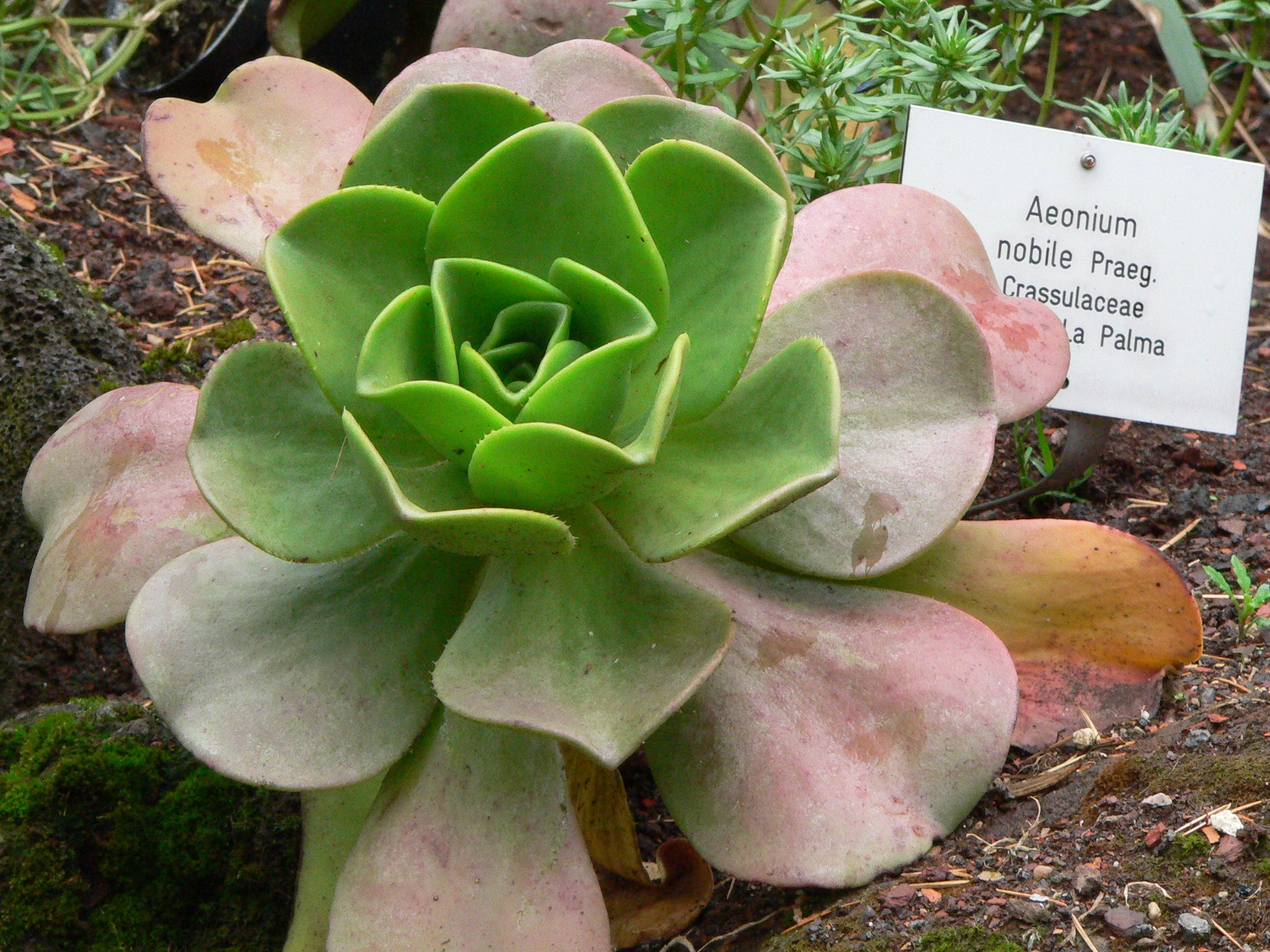 Aeonium Nobile