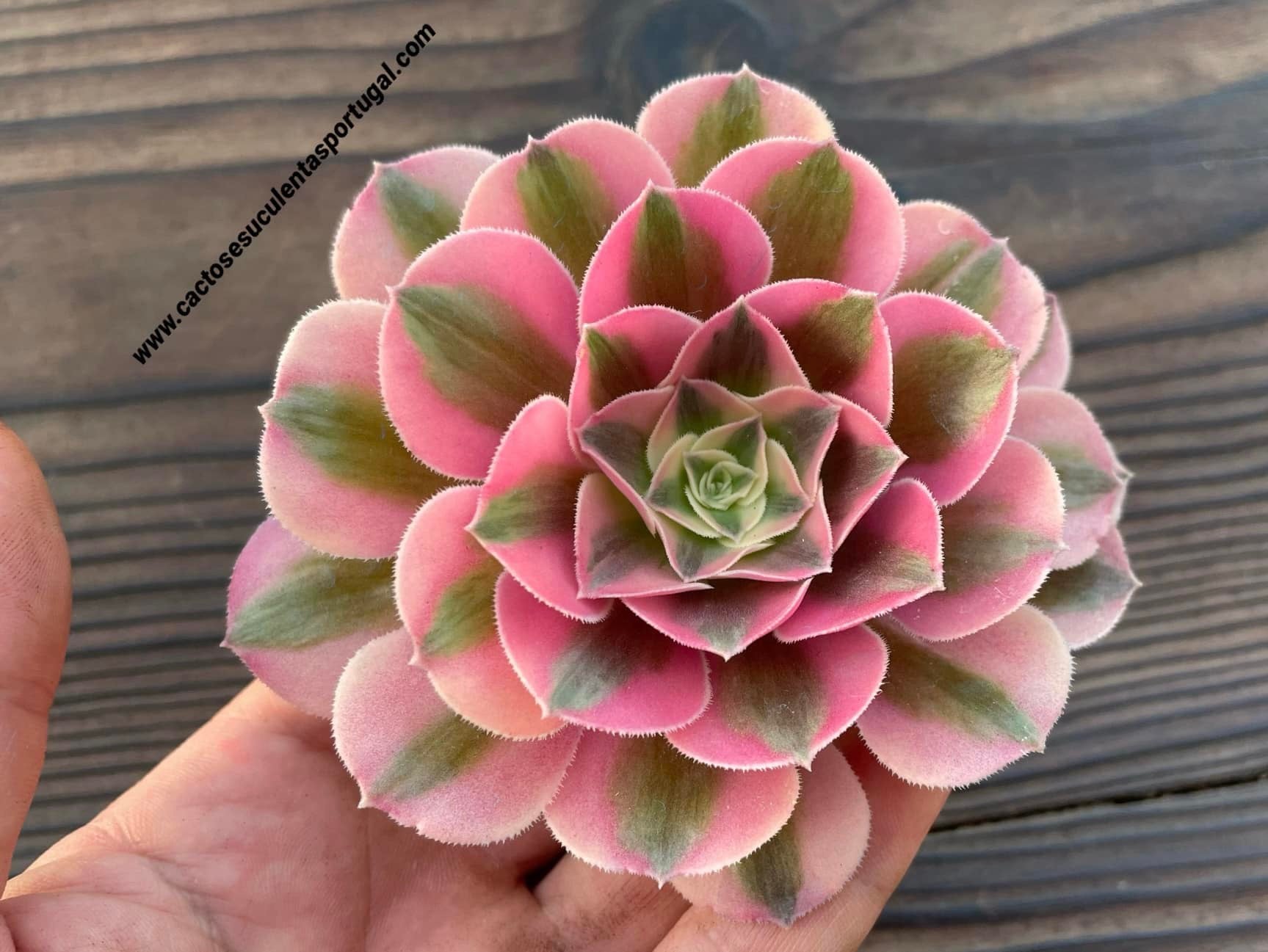 Aeonium ‘Pink Witch’