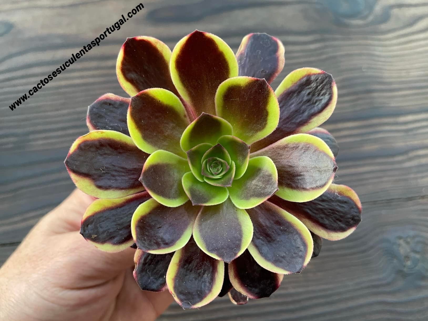 Aeonium 'Superbang'