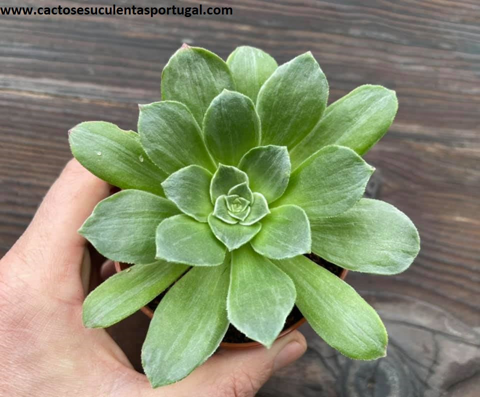 Aeonium 'Taeyang'