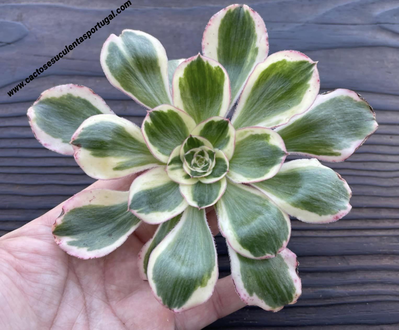 Aeonium 'Zeus'