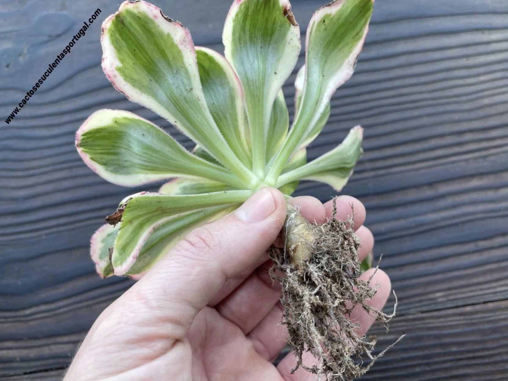 Aeonium 'Zeus'