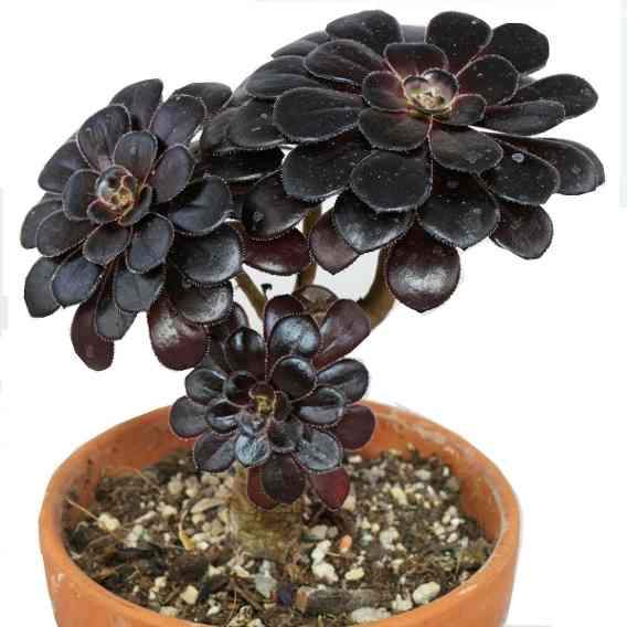 Aeonium arboreum var. atropurpureum 'Schwarzkopf'