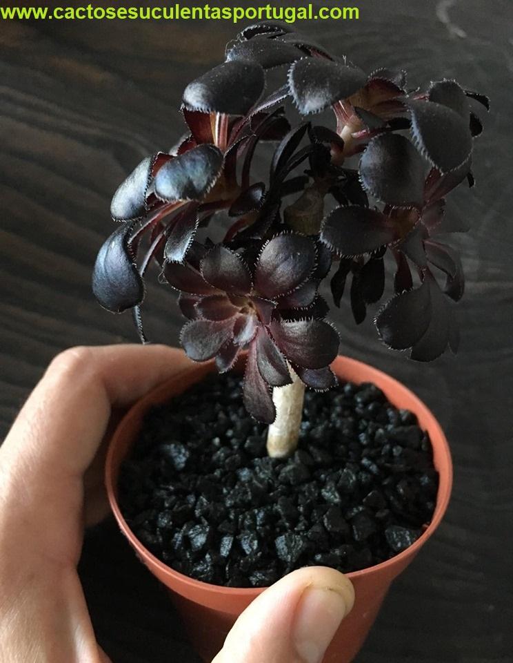 Aeonium arboreum var. atropurpureum 'Schwarzkopf'