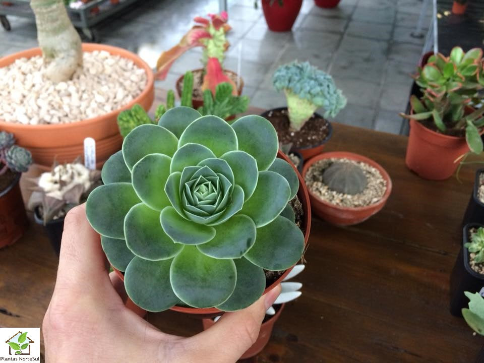 Aeonium aureum - Greenovia