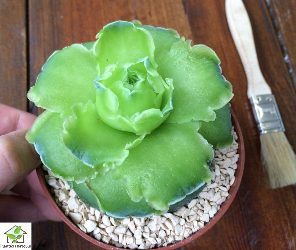 Aeonium diplocyclum ‘Gigantea’