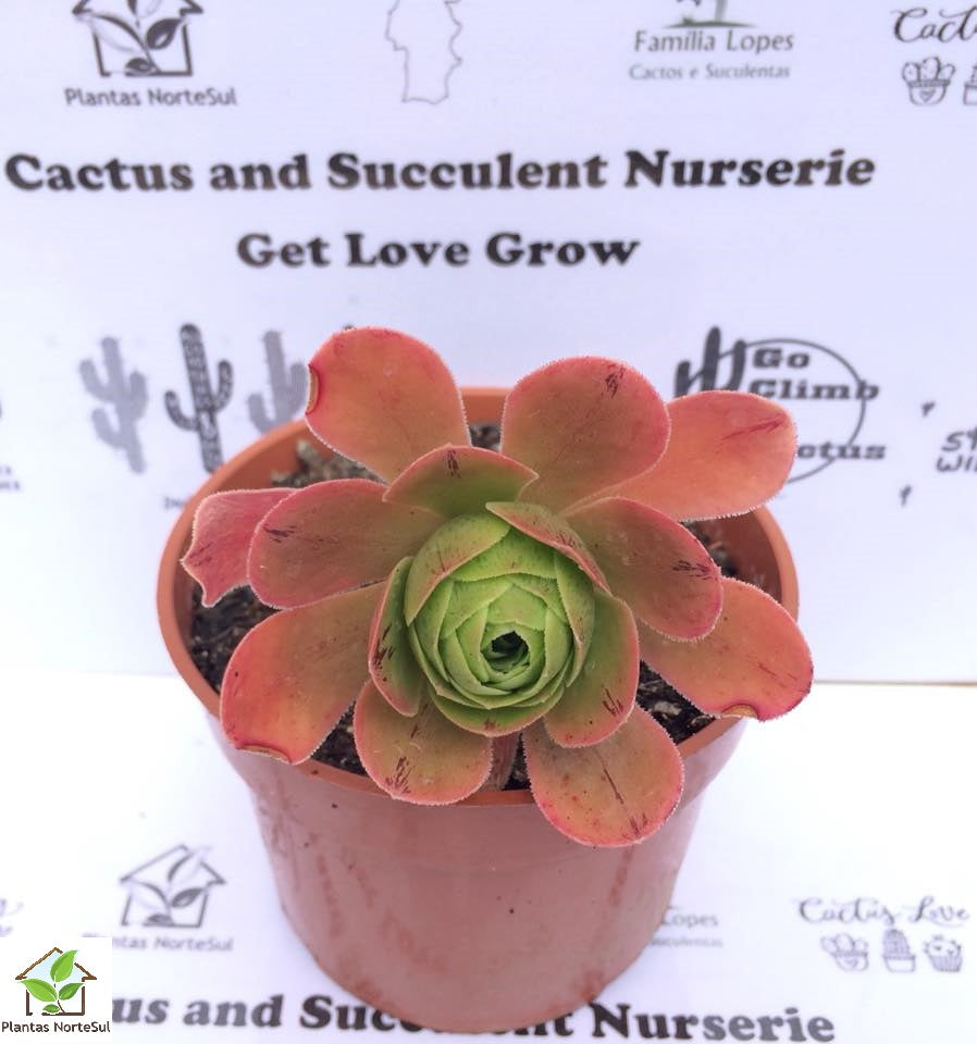 Aeonium calderense