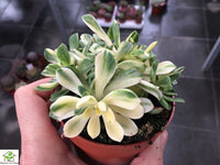 Aeonium castello-paivae f. variegata 'suncup'