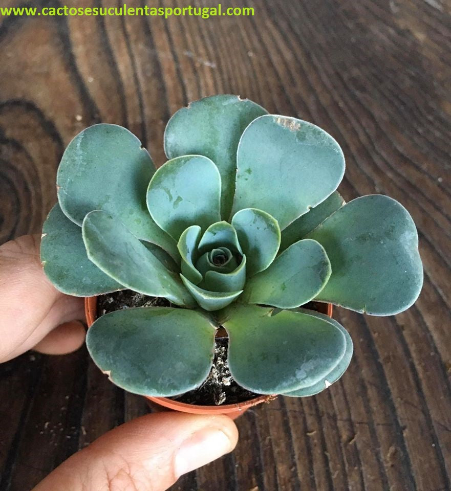 Aeonium diplocyclum (Greenovia diplocycla)