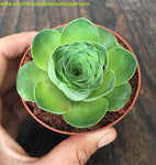 Aeonium diplocyclum Greenovia diplocycla