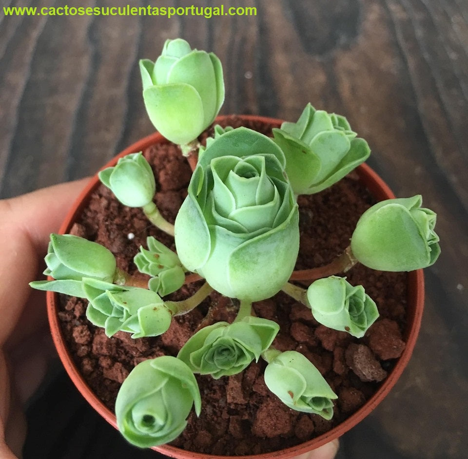 Aeonium dodrantale, Greenovia dodrantalis