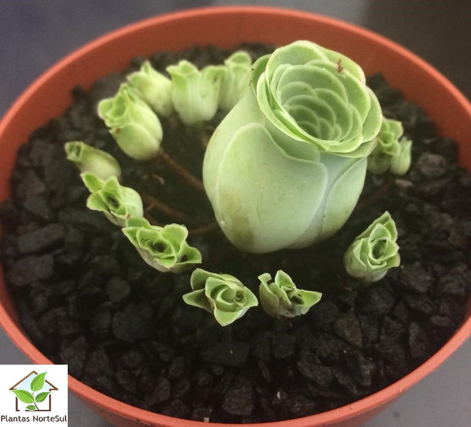 Aeonium dodrantale