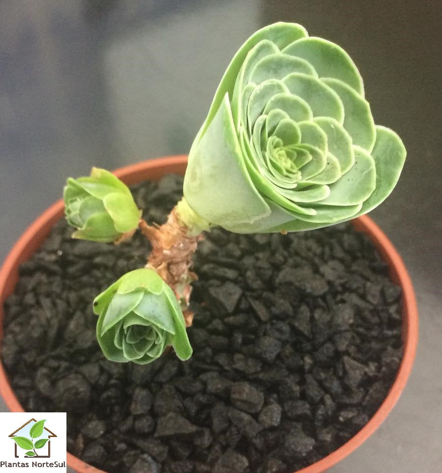 Aeonium dodrantale 