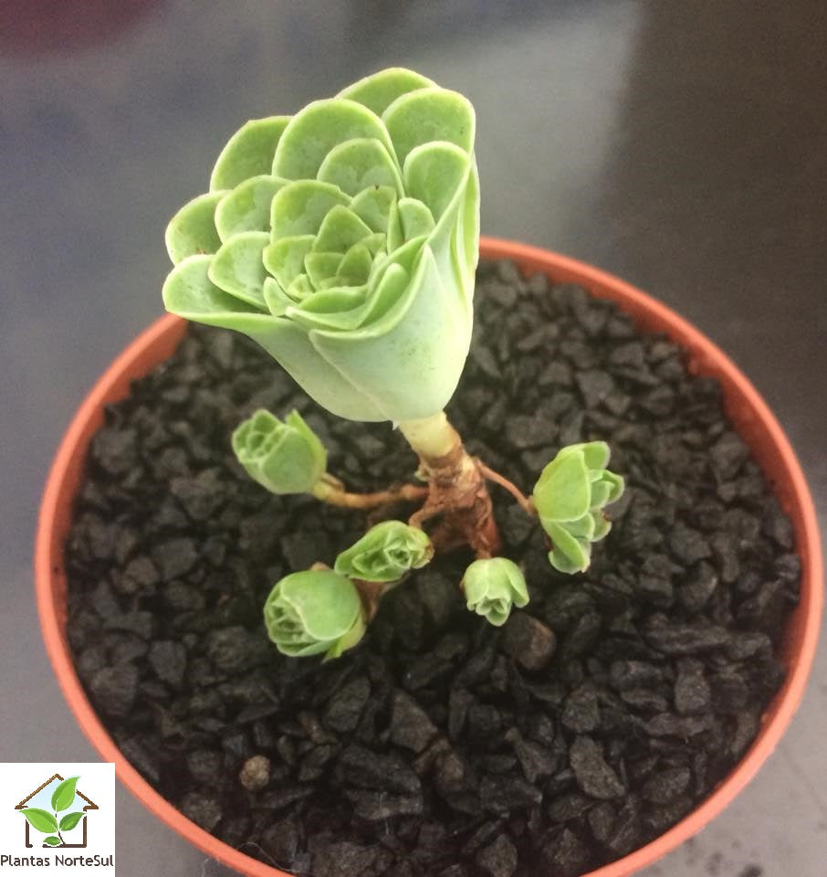 Aeonium dodrantale