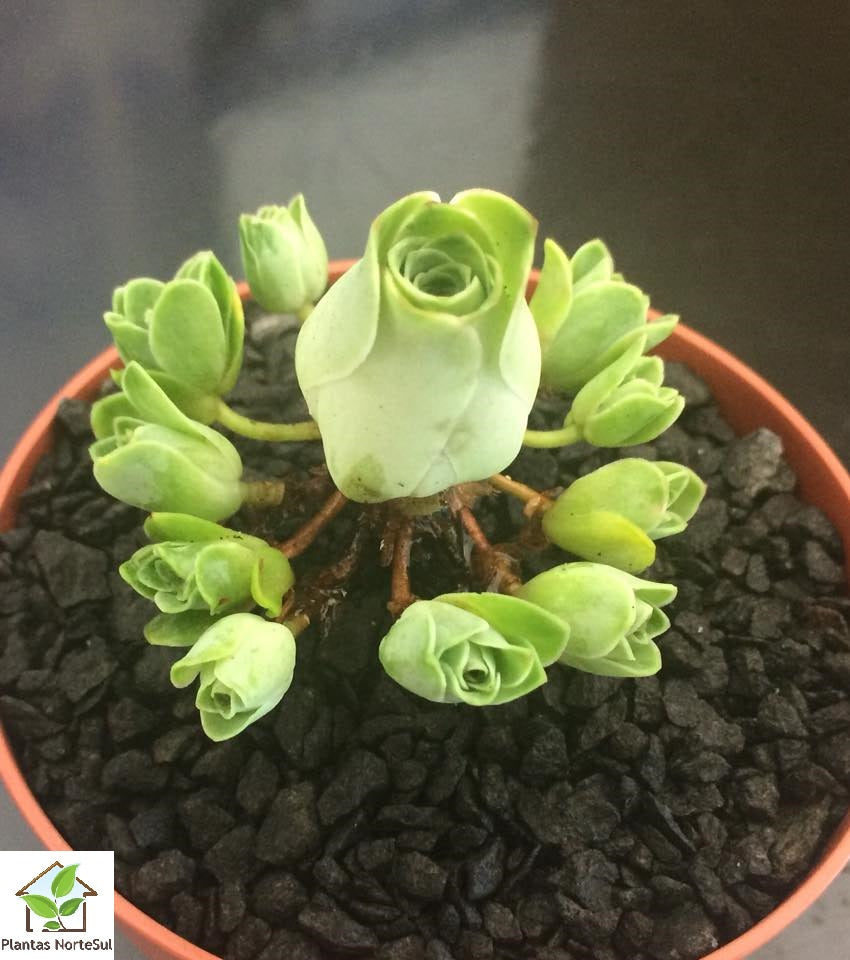 Aeonium dodrantale