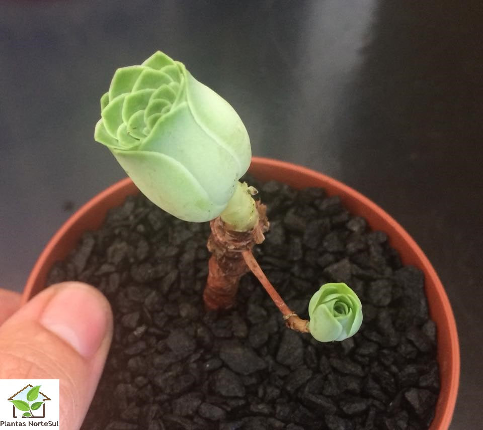 Aeonium dodrantale - Form.5
