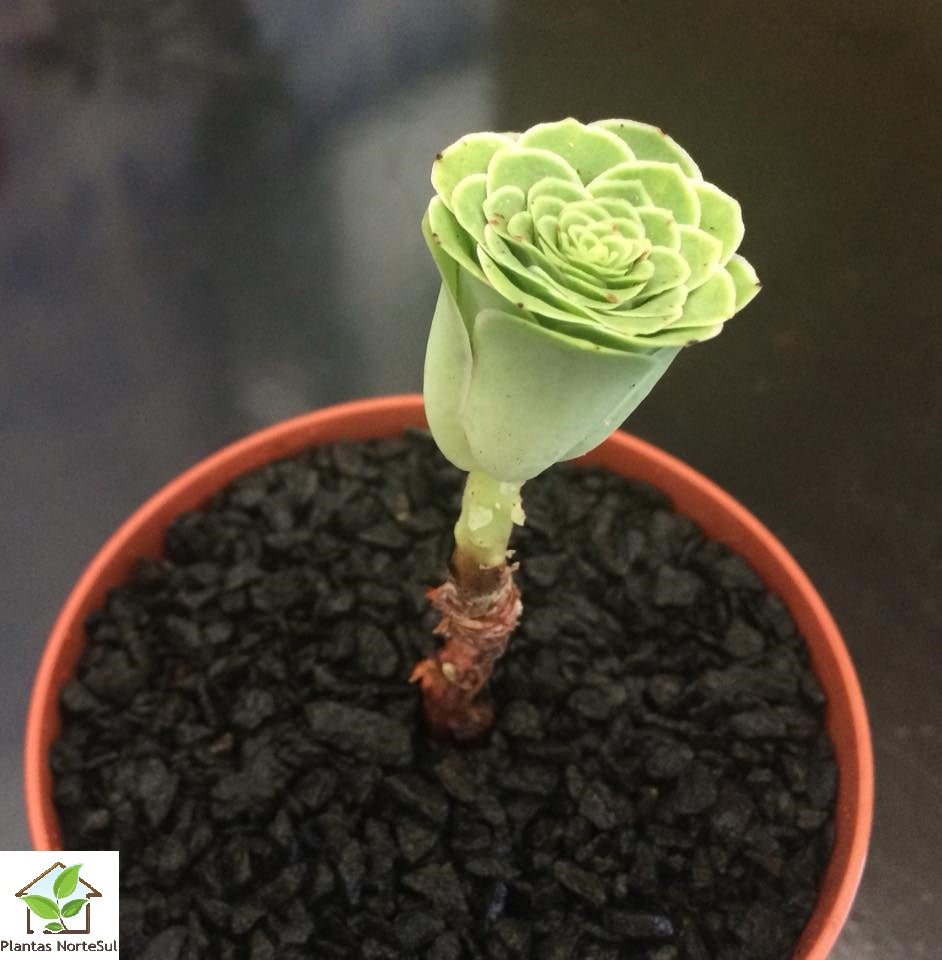 Aeonium dodrantale - Form. 6