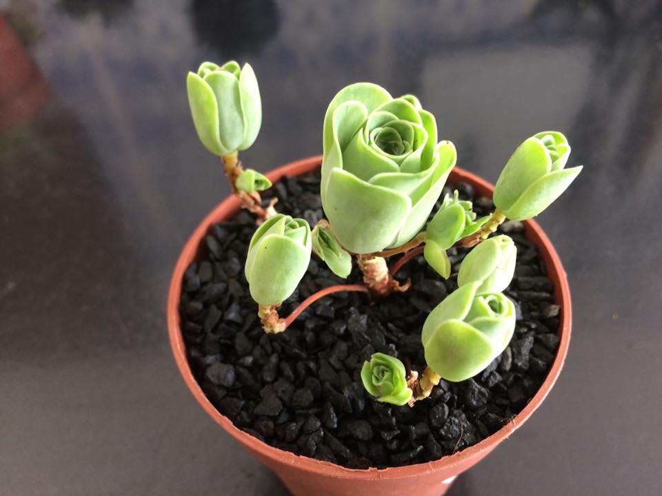 Aeonium dodrantale - Form.7
