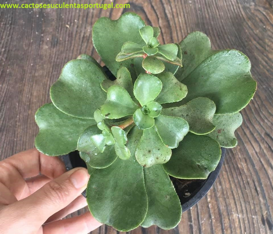 Aeonium glutinosum