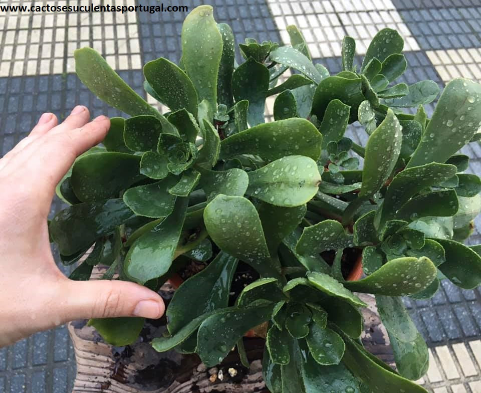 Aeonium glutinosum