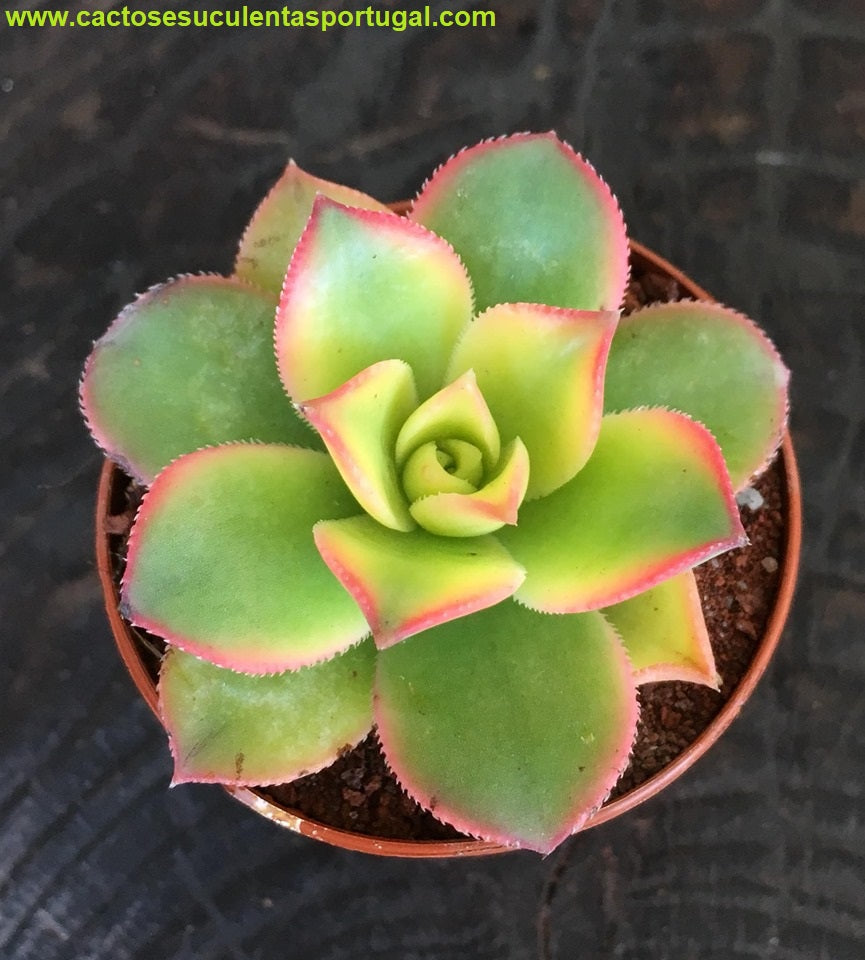 Aeonium Haworthii 'Kiwi'