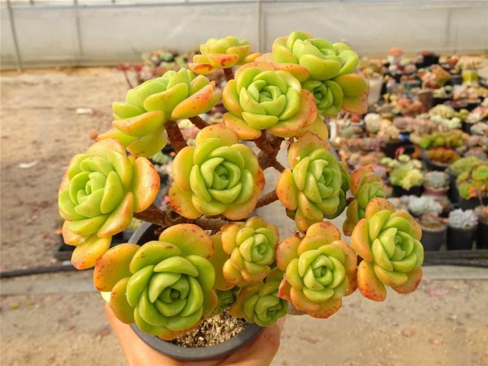 Aeonium Lily Pad